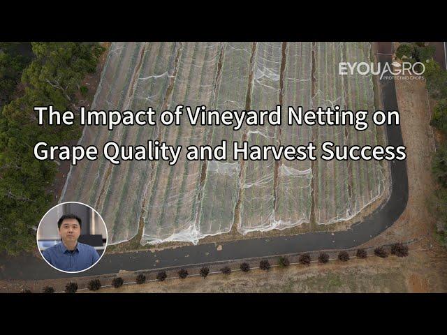 The Impact of Vineyard Netting on Grape Quality and Harvest Success