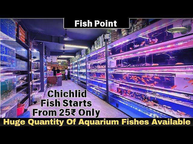 Fish Point Aquarium Shop High Quality Aquarium Fishes At Sarojini Nagar Delhi #hmhobbyist #aquarium