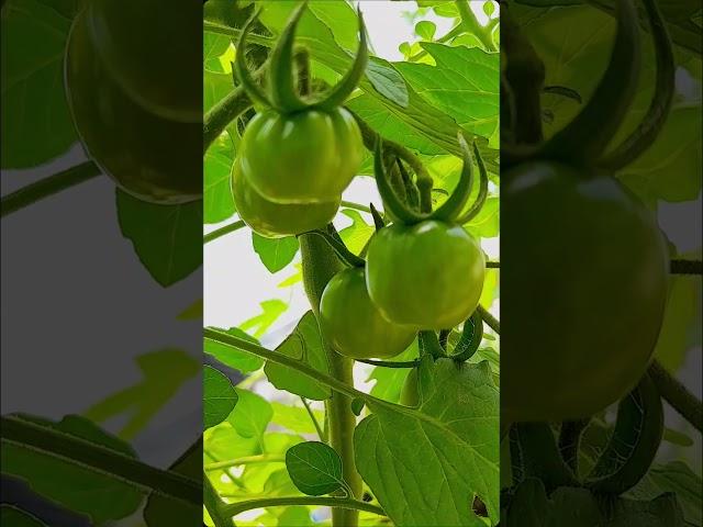 Tomates en Sistema Hidropónico Dwc sistemas ideal para Principiantes