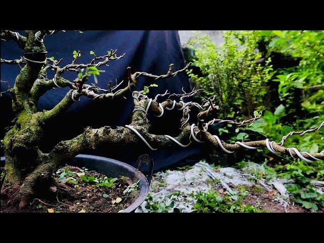 PROGRAM BONSAI ILENG ILENG