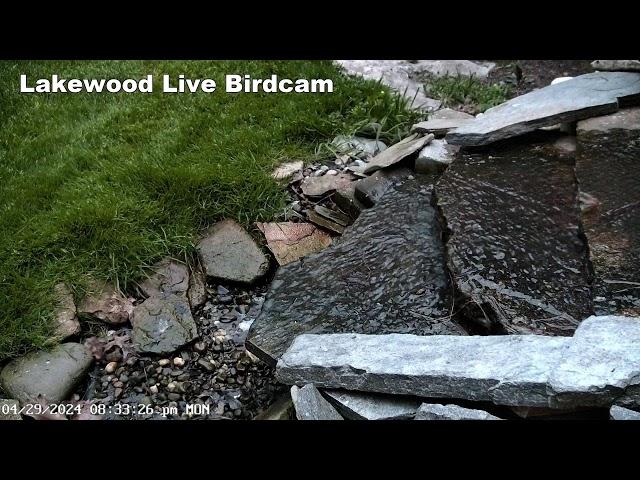 Live Bird Watching Camera Northeast ohio