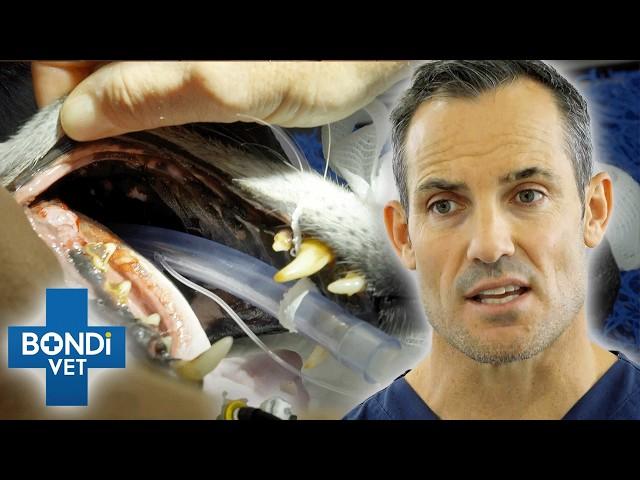 Jaw Surgery To Remove Cancerous Mass On Dog  Bondi Vet