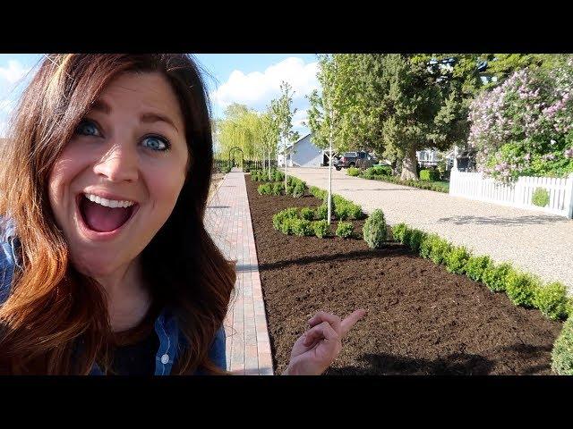 Sprinter Boxwood Hedge Part 3: Trimming & Mulching! // Garden Answer