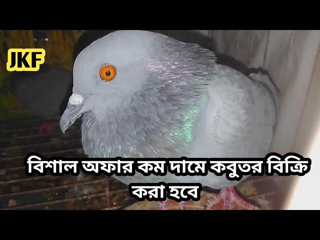 পানির দামে রানিং জালালি কবুতর বিক্রি করা হবে |০১৫৭৬৬১৭২৬৮|jalali kobutor Palon |