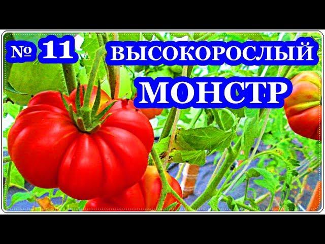 █ Помидор МУТАНТ / Томаты ФЛОРЕНТИНО ч. 11 // Кусты ТОМАТОВ