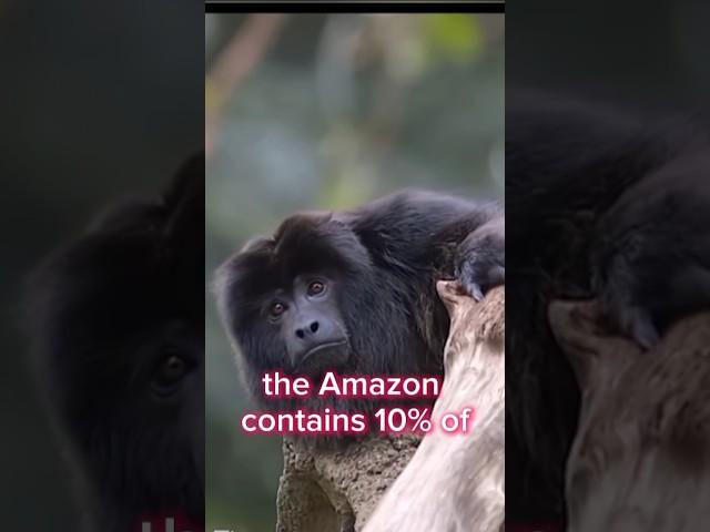 Amazon Jungle # Facts #Sciencefacts # Rainforest # Shorts