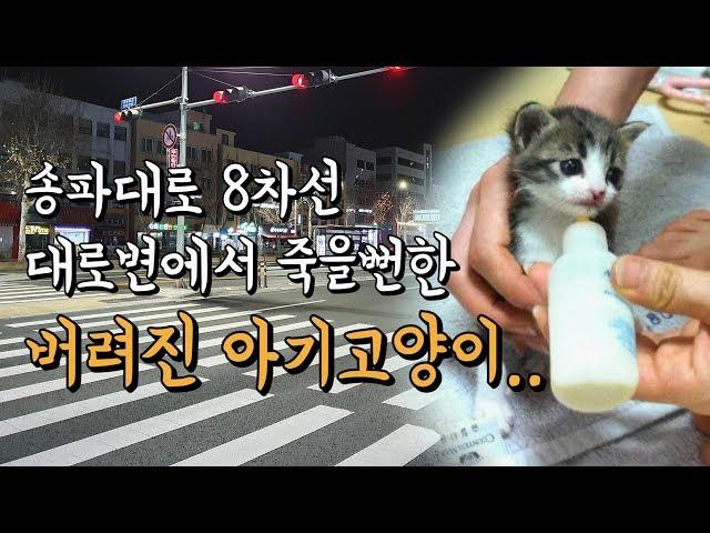 태어난지 2주만에 대로변에 버려진 아기고양이