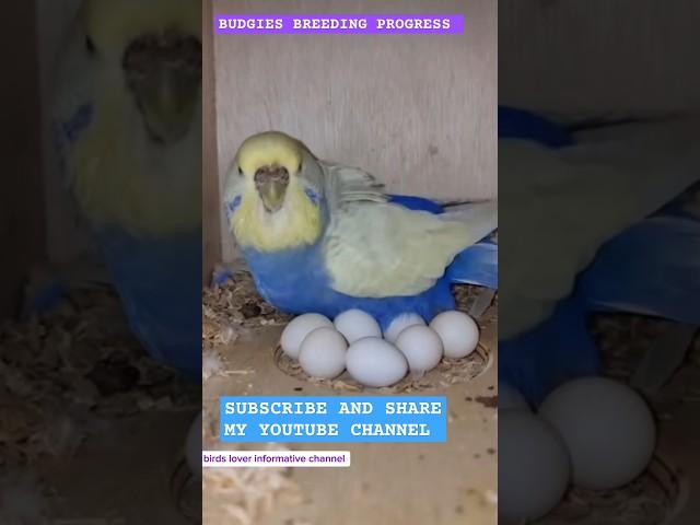 Rainbow  Parrot Budgies Breeding Progress Day By Day #birds#budgies #foryou #trending