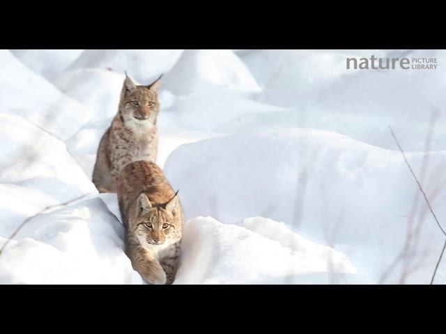 Two Lynx walking though snow, Bavarian Forest National Park, Bavaria, Germany, January.