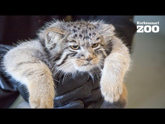 Vet checks Korkeasaari Zoos's Pallas's cat (manul) cubs