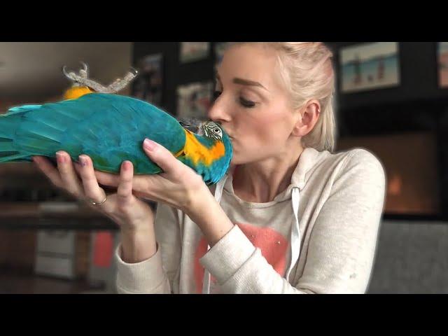 DO MACAWS MAKE GOOD PETS? | Must Knows About Macaw Parrots