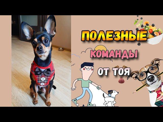 Топ 10 полезных команд для собак. Часть 1.