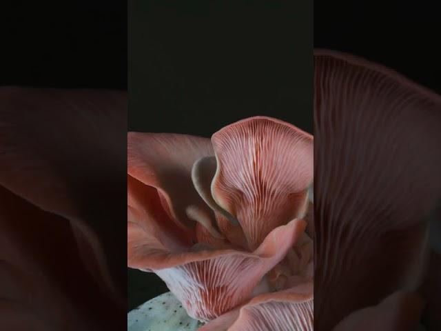 Our Favorite Mushroom Timelapses!