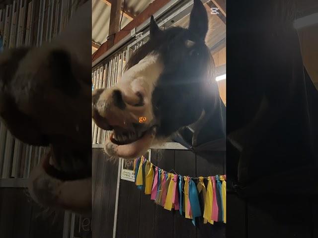 #horse #pony #equestrian