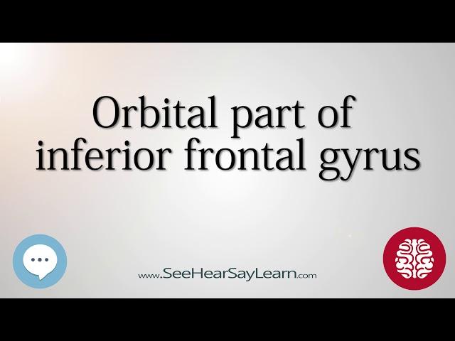 Orbital part of inferior frontal gyrus   Anatomy of the Brain   SeeHearSayLearn 