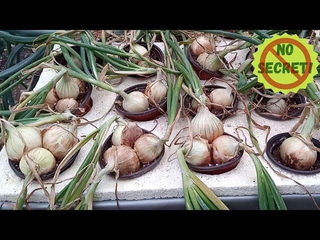 NO SECRET! ONION OVERLOAD! Grow Multiple ONIONS In A Cup! How To Grow Hydroponic ONION