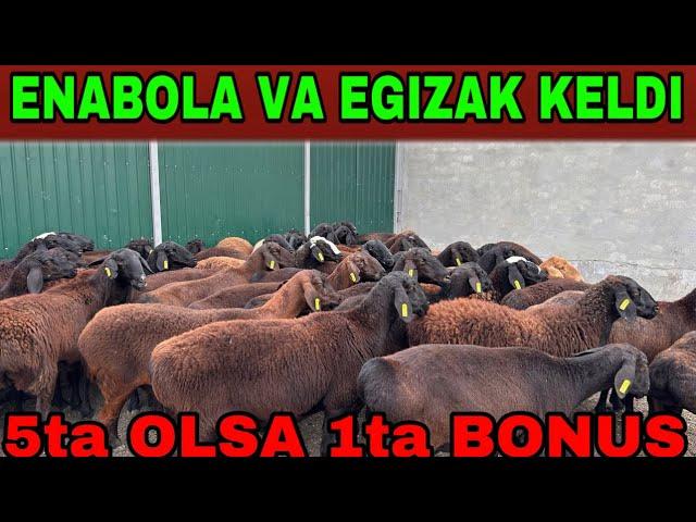 MUHAMAD ROZI BOGOZLAR VA ENABOLANI ZORLARINI OLIB KELDI