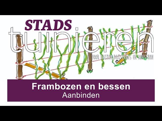 Stadstuinieren - Frambozen en bessen aanbinden #moestuin