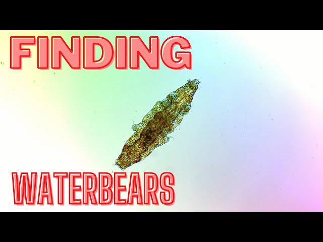 How to find a waterbear (tardigrade) - BEST METHOD EVER!