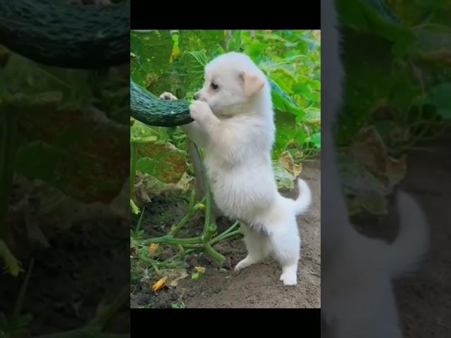 Mukbang siya ampalaya (healthy dog) Momshie A