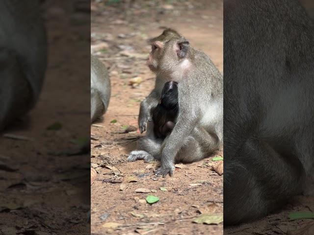 She will growth up  fast #wildlife #animals #funnyvideo #asia #monkey #shorts #babymonkey