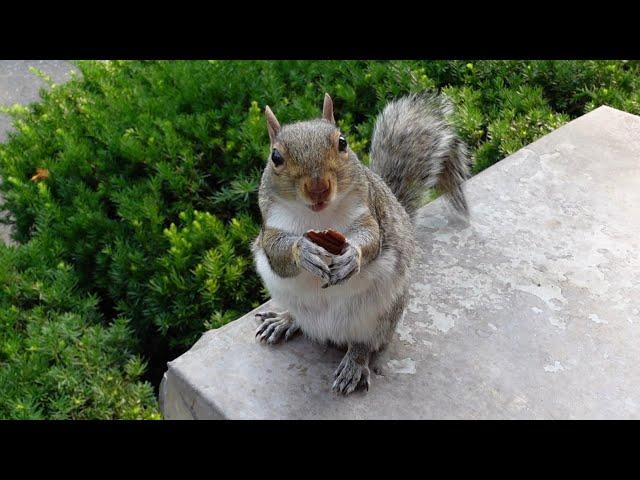 Catching up with Cutie the squirrel