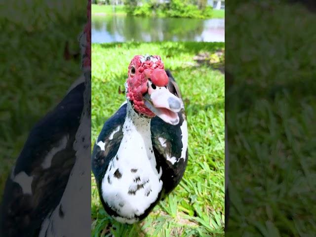 Cute Naomi feeding the ducks. Do you have ducks on your property? #beachbaby #cutechildren