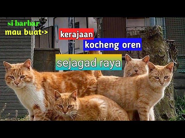 KUCING OREN |kelakuan  kocheng oren barbar