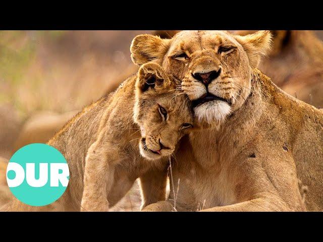 Lion Country: From Captivity To Release In Wild | Our World