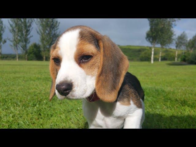 Cute beagle puppy barking and crying for attention