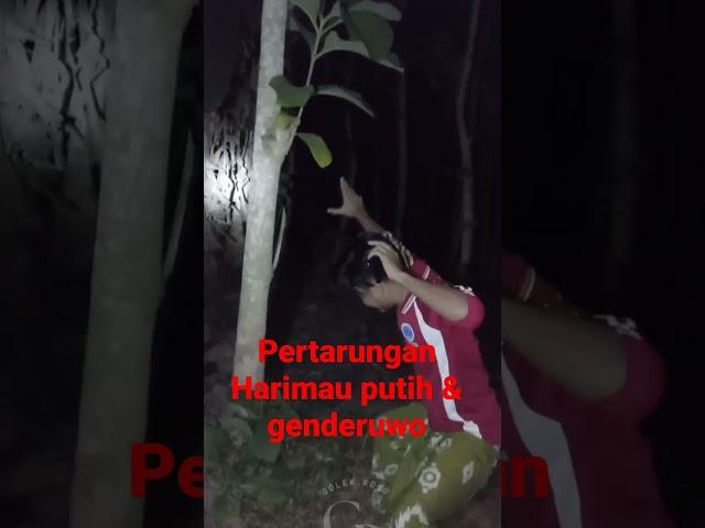 Pertarungan Harimau putih Dan Genderuwo