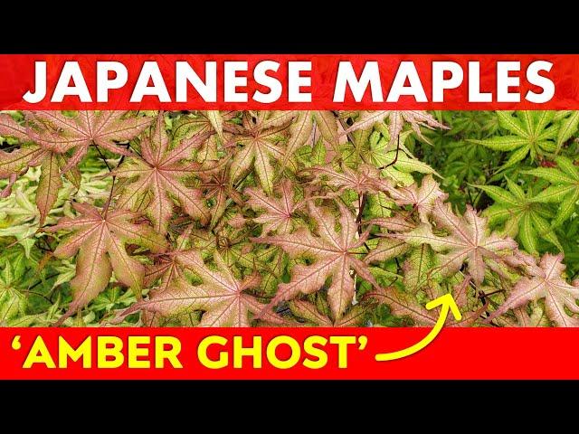 Japanese Maple Tree Highlight: Acer palmatum 'Amber Ghost'