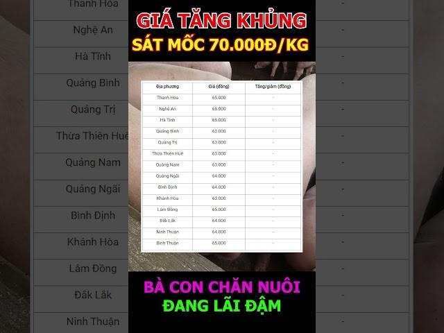 GIÁ HEO TĂNG KHỦNG, BÀ CON LÃI ĐẬM #shorts