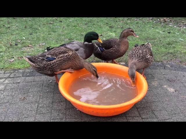 Kaczki Staropolskie, Polish breed of ducks