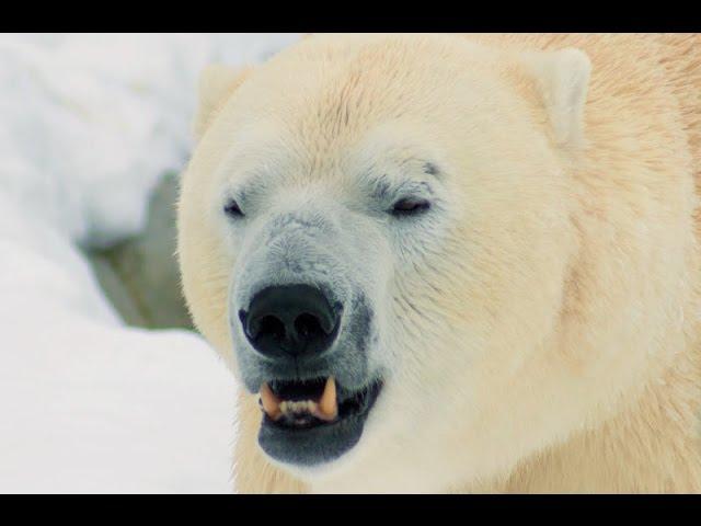 Wild Arctic (POV Experience) SeaWorld San Diego, California  Motion Simulator