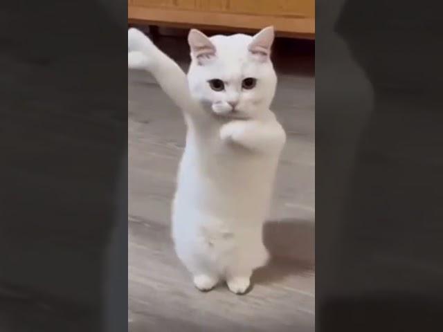 Cat dancing to Chinese song #cat #catdancing #dancing #china #chinese #科目三 #科目三舞蹈