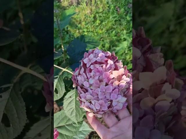 Гортензия древовидная " Руби Анабель"