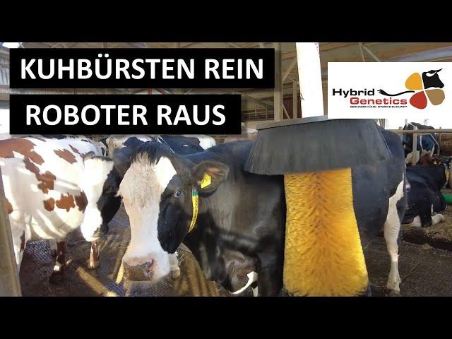Kuhbürsten rein, Roboter raus   Mehr Wellness im Kuhstall