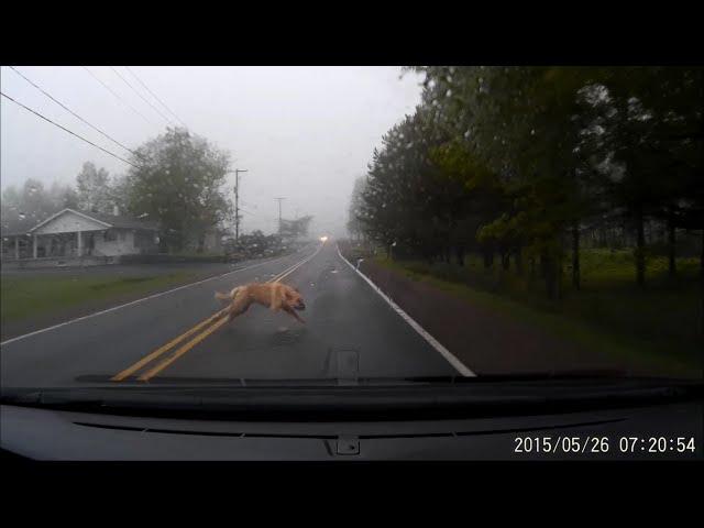 Large Dog Gets HIT by a Car (GRAPHIC VIDEO)