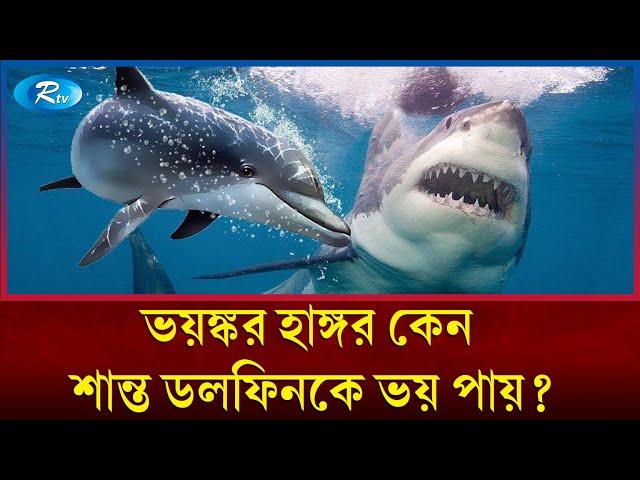 শান্ত স্বভাবের ডলফিন কীভাবে হাঙ্গরকে ঘায়েল করে? | Dolphin shark | Rtv News