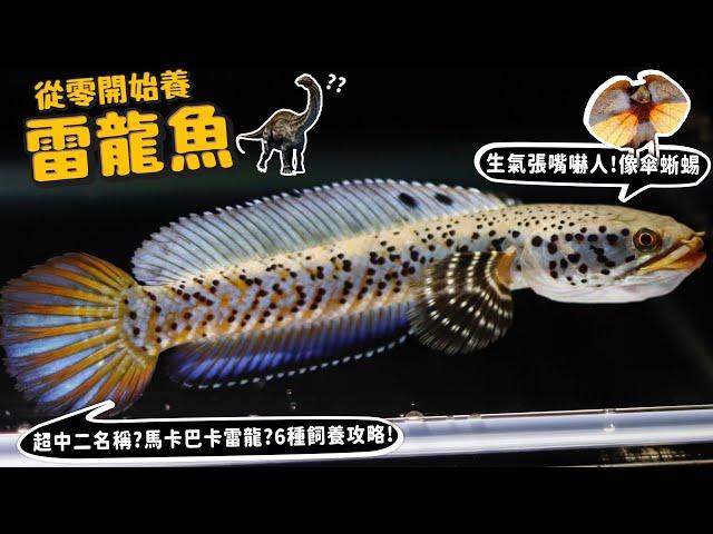 【從零開始養】雷龍魚!生氣會張嘴嚇人!像傘蜥蜴?為何叫雷龍?名字超中二?害羞會臉紅?【許伯簡芝】