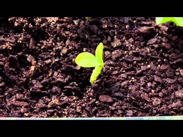 Pumpkin Seed Timelapse