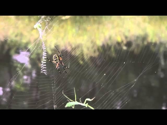 Black and Yellow Argiope Spider Documentary.m4v