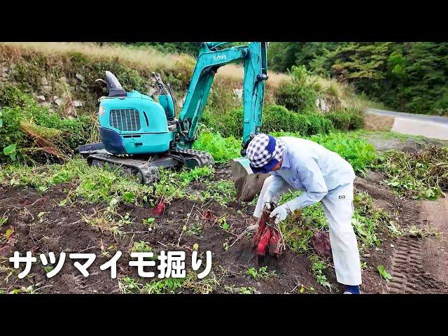 【田舎暮らし】夫婦でサツマイモ掘りをしてきました【山口県vlog】