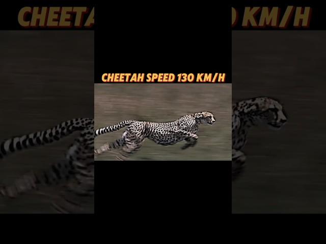 The fastest creature on land #trending #animals #lion #horse #cheetah #springbok #viralvideo #short