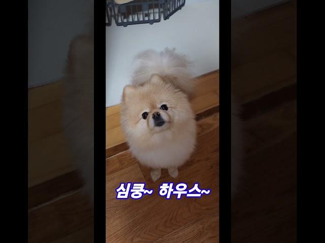 심쿵이의 일상 #animal #cute #dog #funny #puppy #강아지 #강아지영상 #심쿵 #심쿵이 #포메라니안