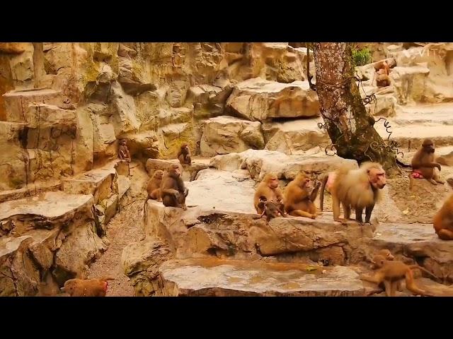 zoo monkey waterfall