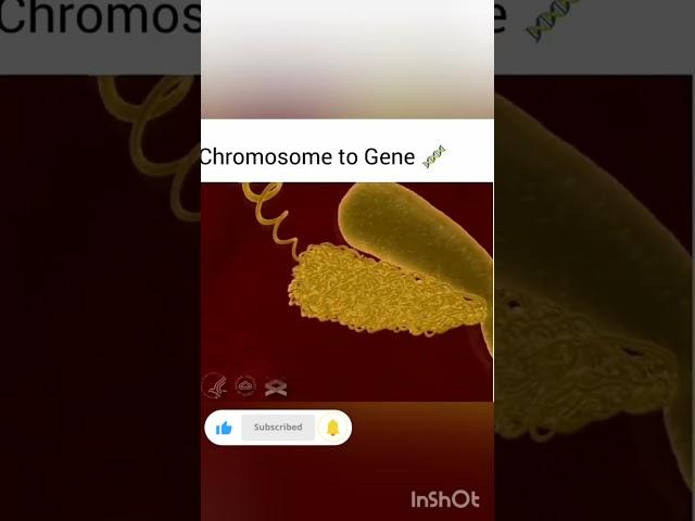 Chromosome to gene #Animation video #Biology #Nucleus #NEET #Chromosome ,cell, DNA, Gene