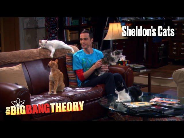 The Big Bang Theory Season 4 Episode 3 - Sheldon's Cats (Clip)