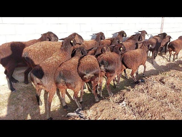 Hissar sheep | oveja hissar | Hissar Schafe | February 24, 2023